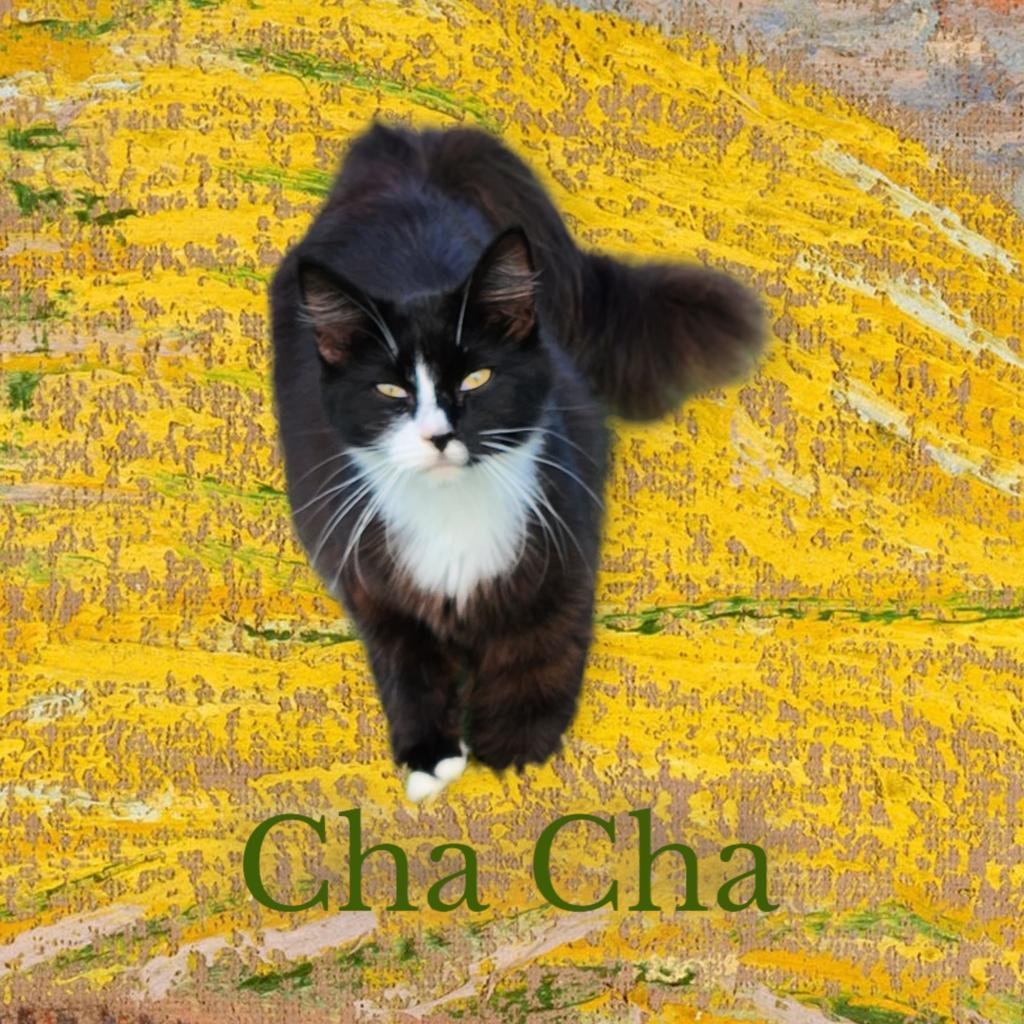 Cha Cha, Adoptable, Adult Female Domestic Long Hair.