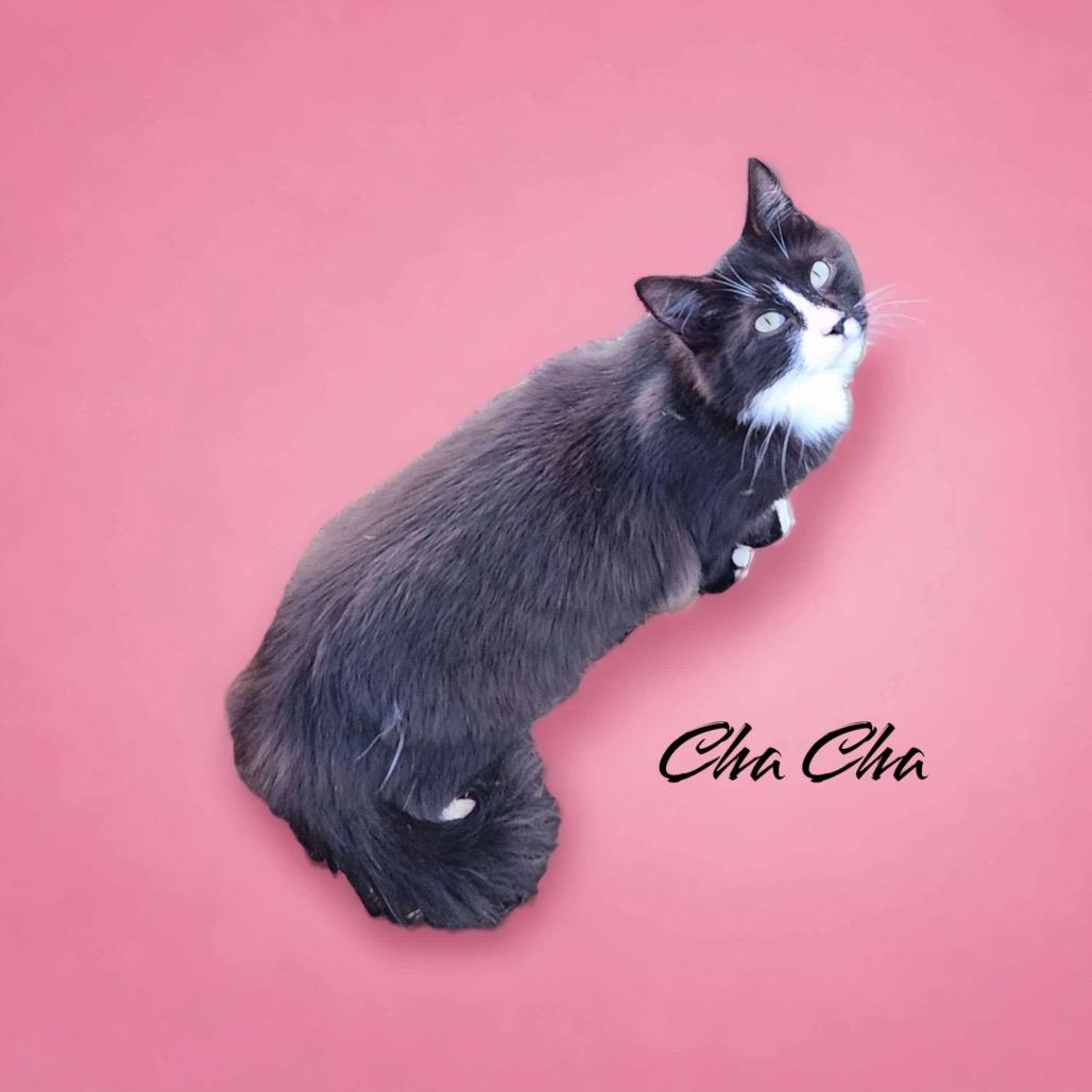 Enlarge Cha Cha, a Adoptable Domestic Long Hair in Nashville, GA image 2/2