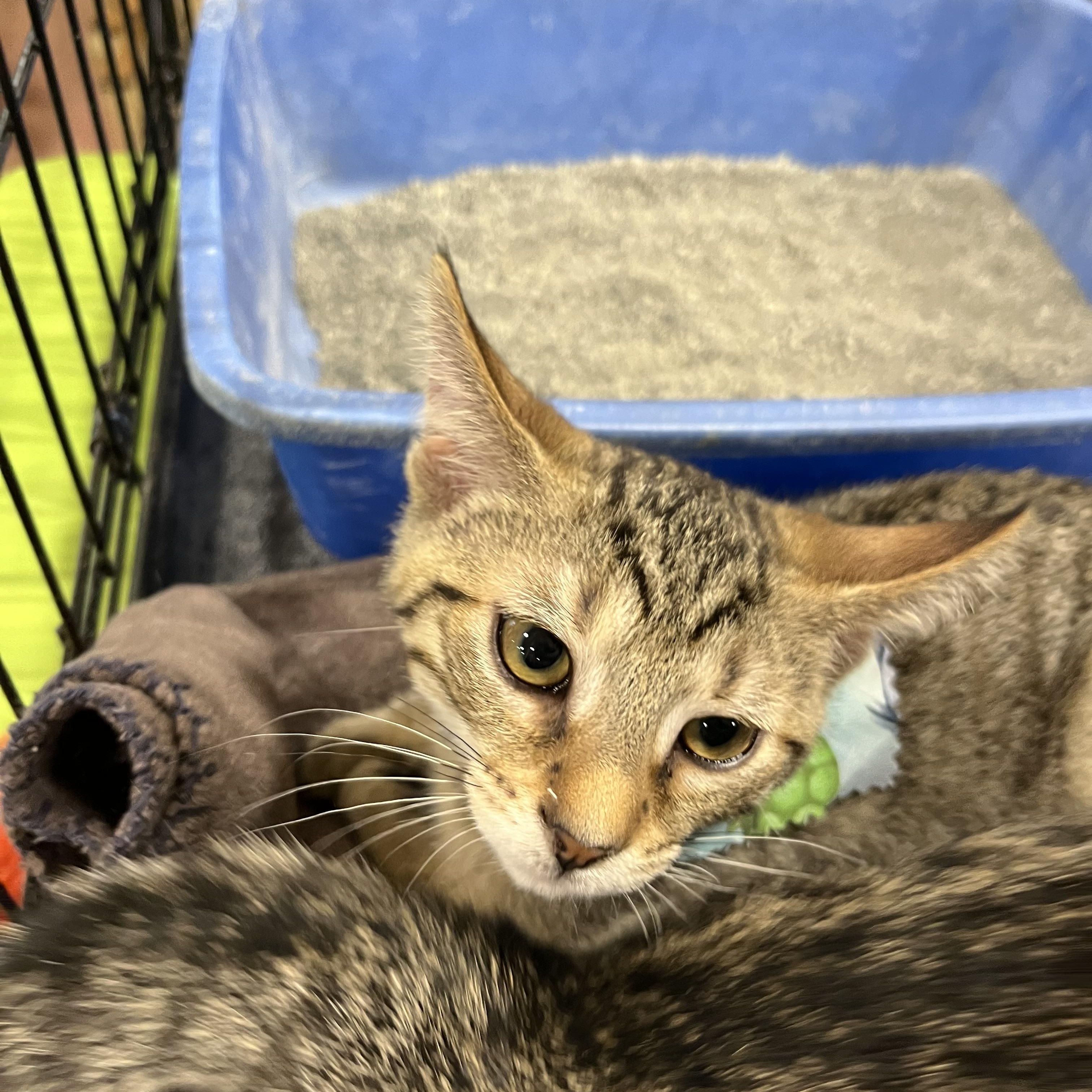 Orion, Adoptable, Kitten Male Domestic Short Hair.