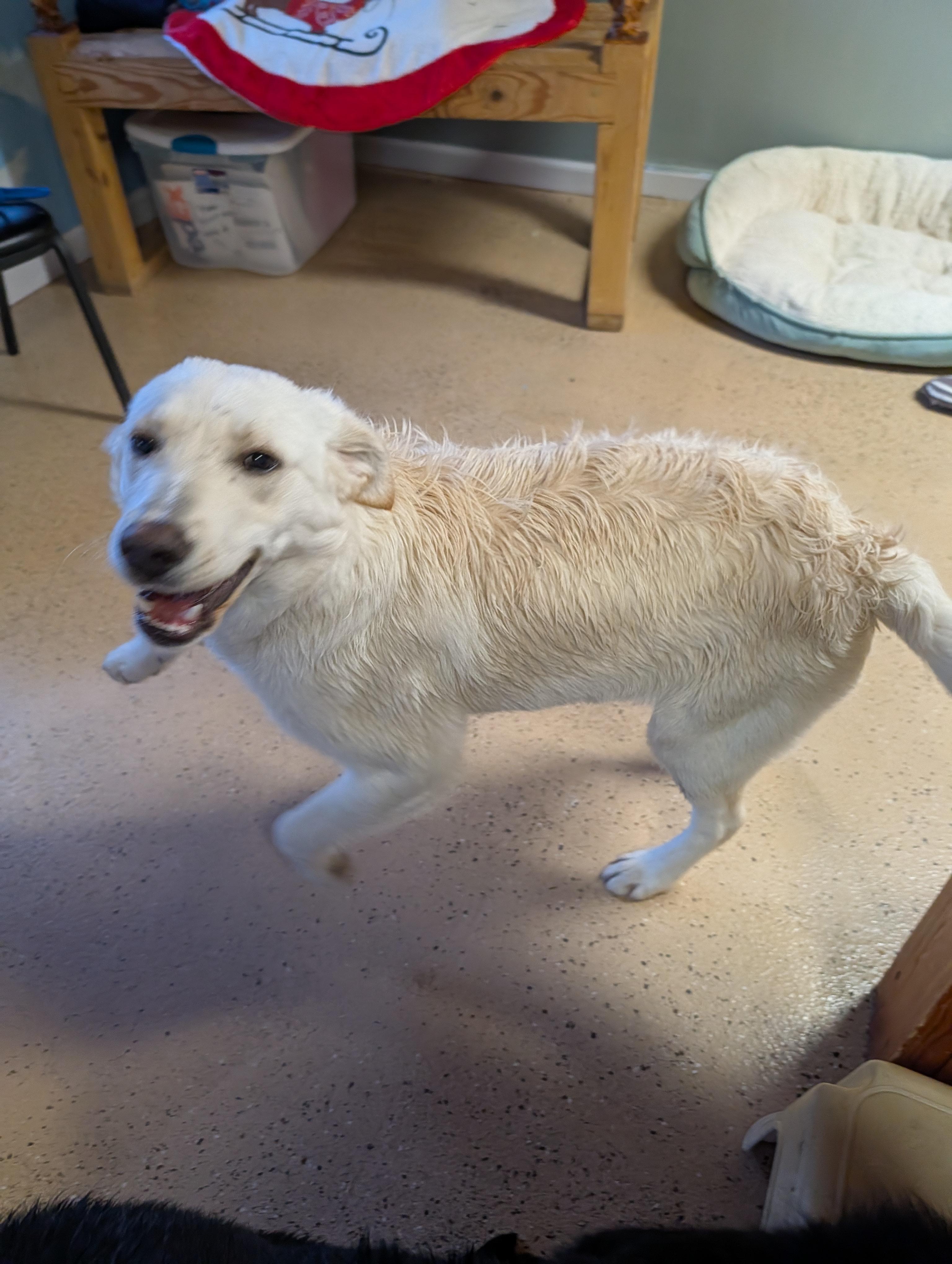 Enlarge Frankie, a ADOPTABLE mixed breed in ONeill, NE image 2/3