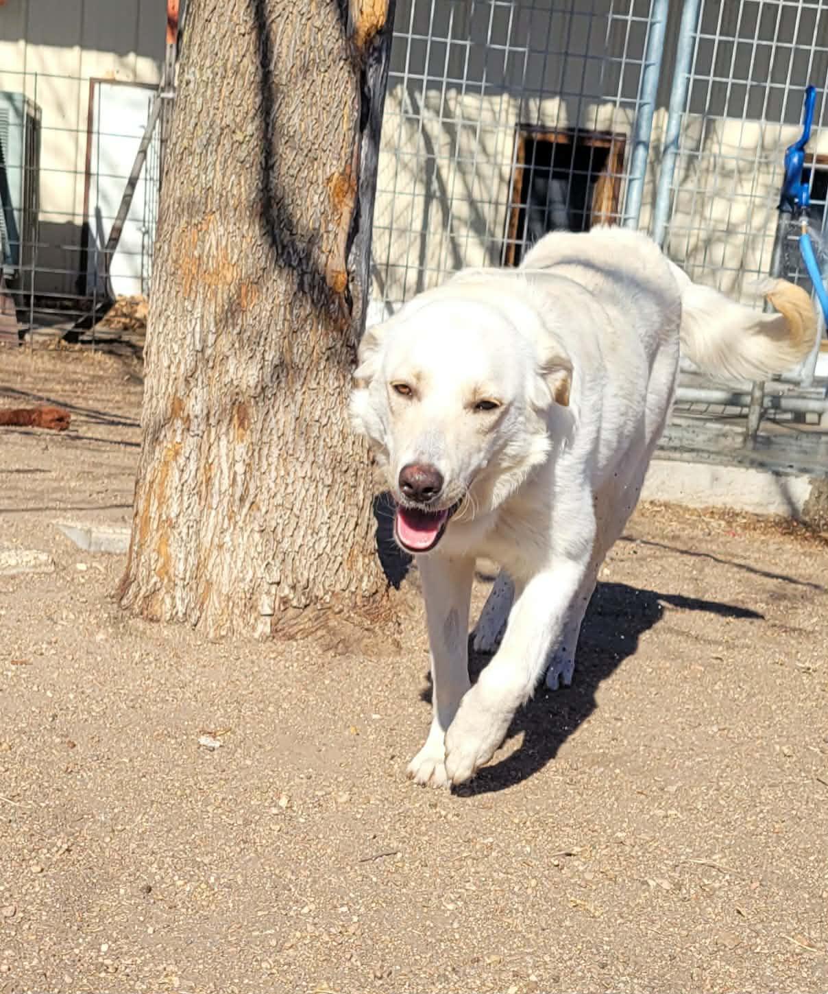 Enlarge Frankie, a ADOPTABLE mixed breed in ONeill, NE image 2/4