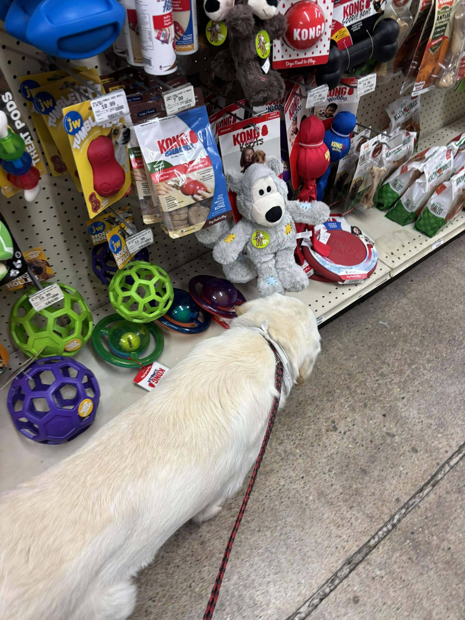 Enlarge Frankie, a ADOPTABLE mixed breed in ONeill, NE image 3/3