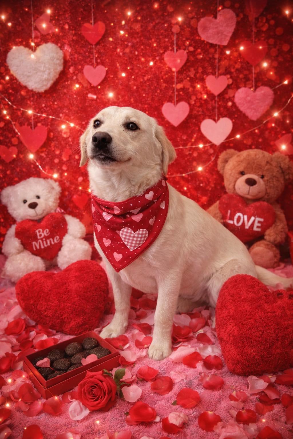 Enlarge Frankie, a ADOPTABLE mixed breed in ONeill, NE image 1/3