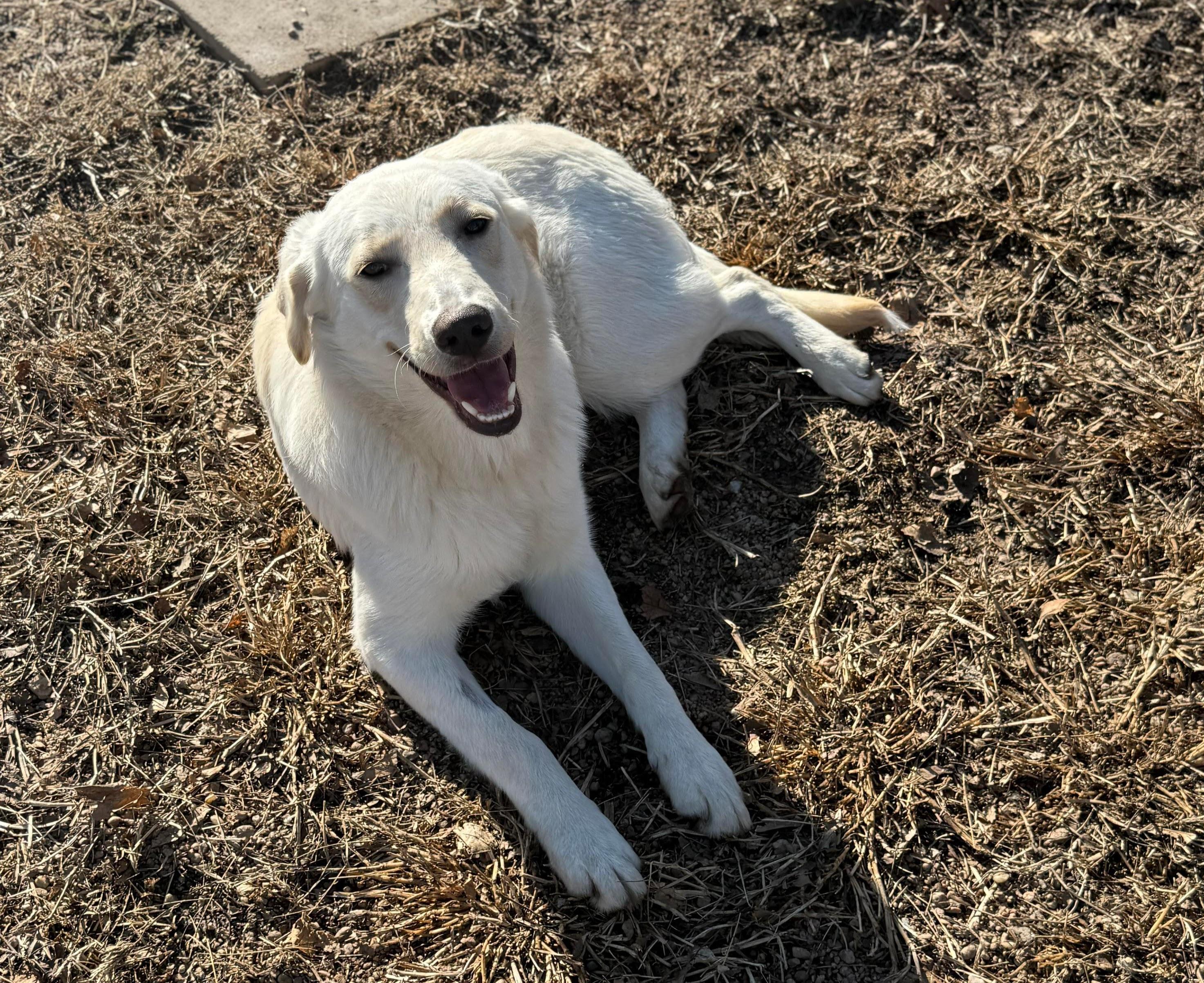 Frankie, ADOPTABLE, Young Male Labrador Retriever & Australian Shepherd.