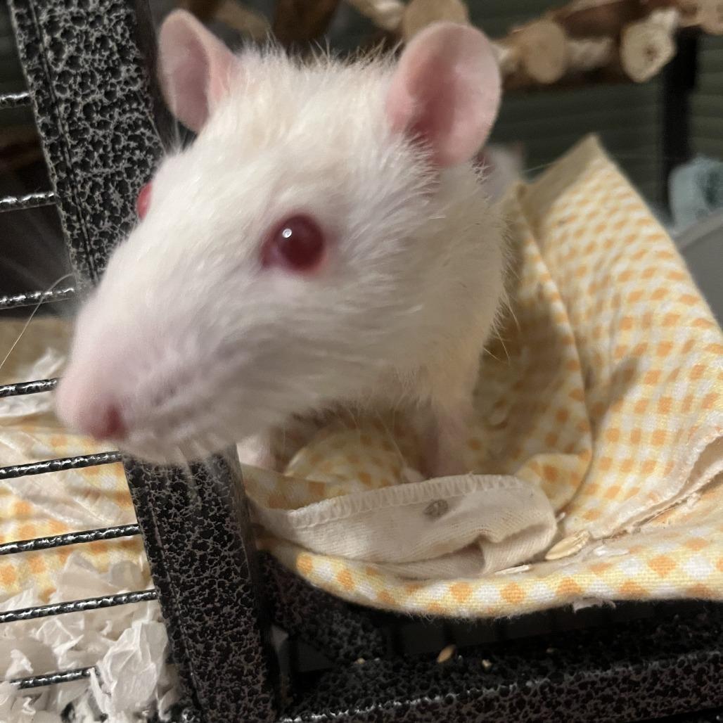 Splinter M11039, a Adoptable Rat in Blaine, MN image 2/5