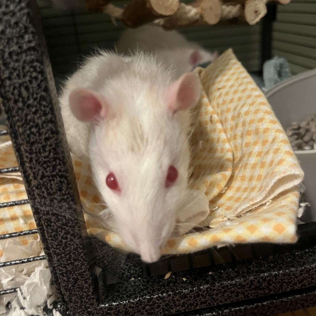 Splinter M11039, a Adoptable Rat in Blaine, MN image 3/5