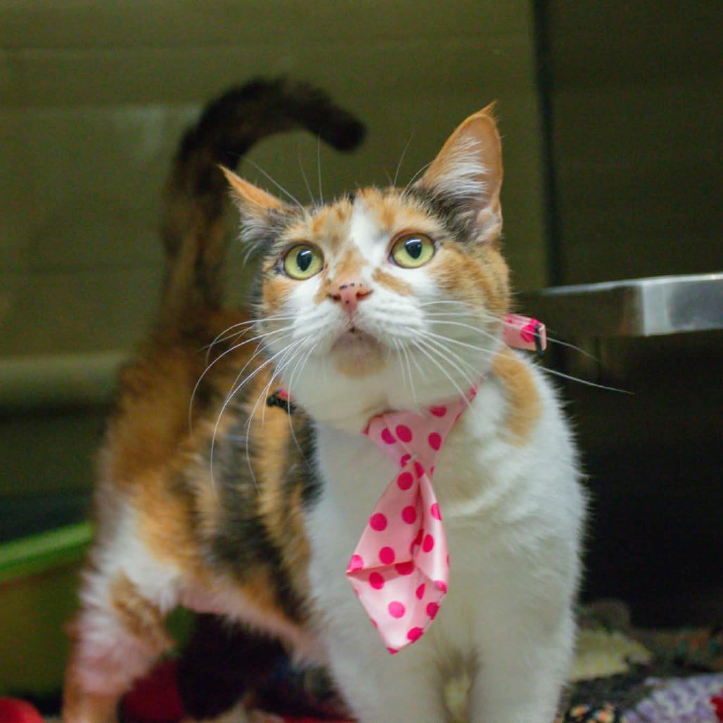 Enlarge Stella, a Adoptable Domestic Short Hair in Concord, NC image 1/3