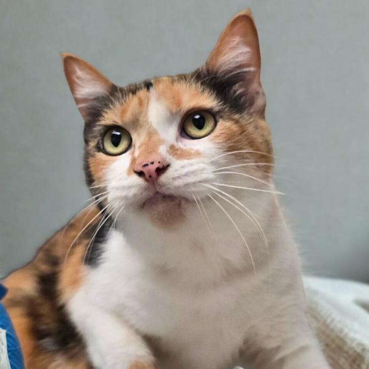 Enlarge Stella, a Adoptable Domestic Short Hair in Concord, NC image 2/3