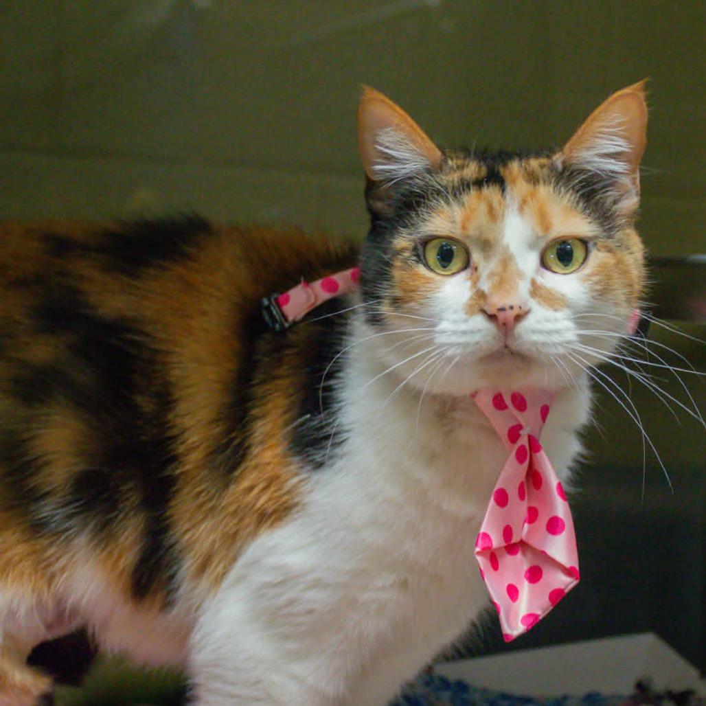 Enlarge Stella, a Adoptable Domestic Short Hair in Concord, NC image 3/3