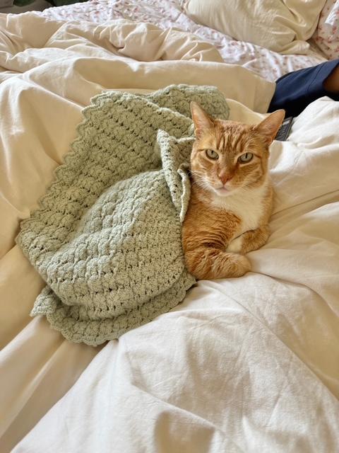 Enlarge Guero (bonded with Espen), a Adopted Tabby in El Segundo, CA image 1/5