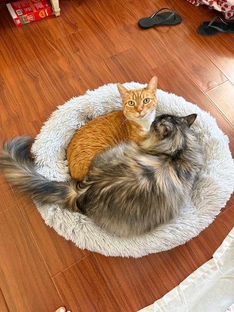 Enlarge Guero (bonded with Espen), a Adopted Tabby in El Segundo, CA image 2/5