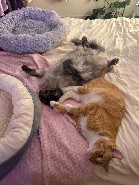 Enlarge Guero (bonded with Espen), a Adopted Tabby in El Segundo, CA image 3/5