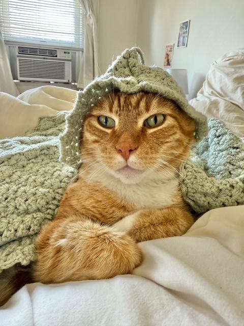 Enlarge Guero (bonded with Espen), a Adopted Tabby in El Segundo, CA image 4/5