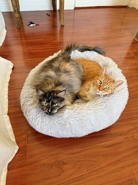 Enlarge Guero (bonded with Espen), a Adopted Tabby in El Segundo, CA image 5/5