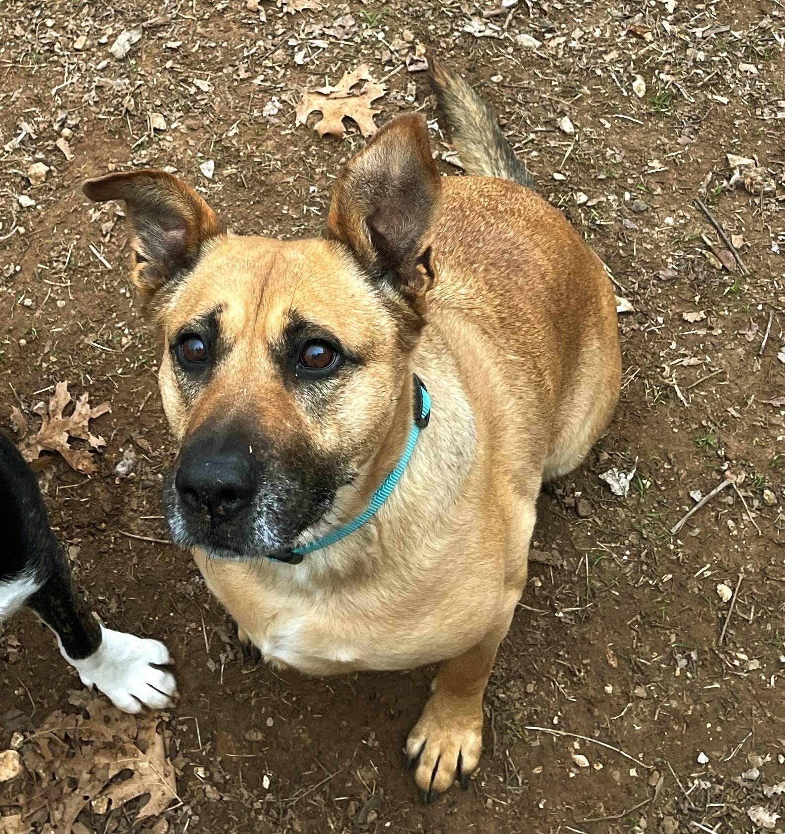 Enlarge Maggie, a Adopted mixed breed in Prairie Grove, AR image 1/1