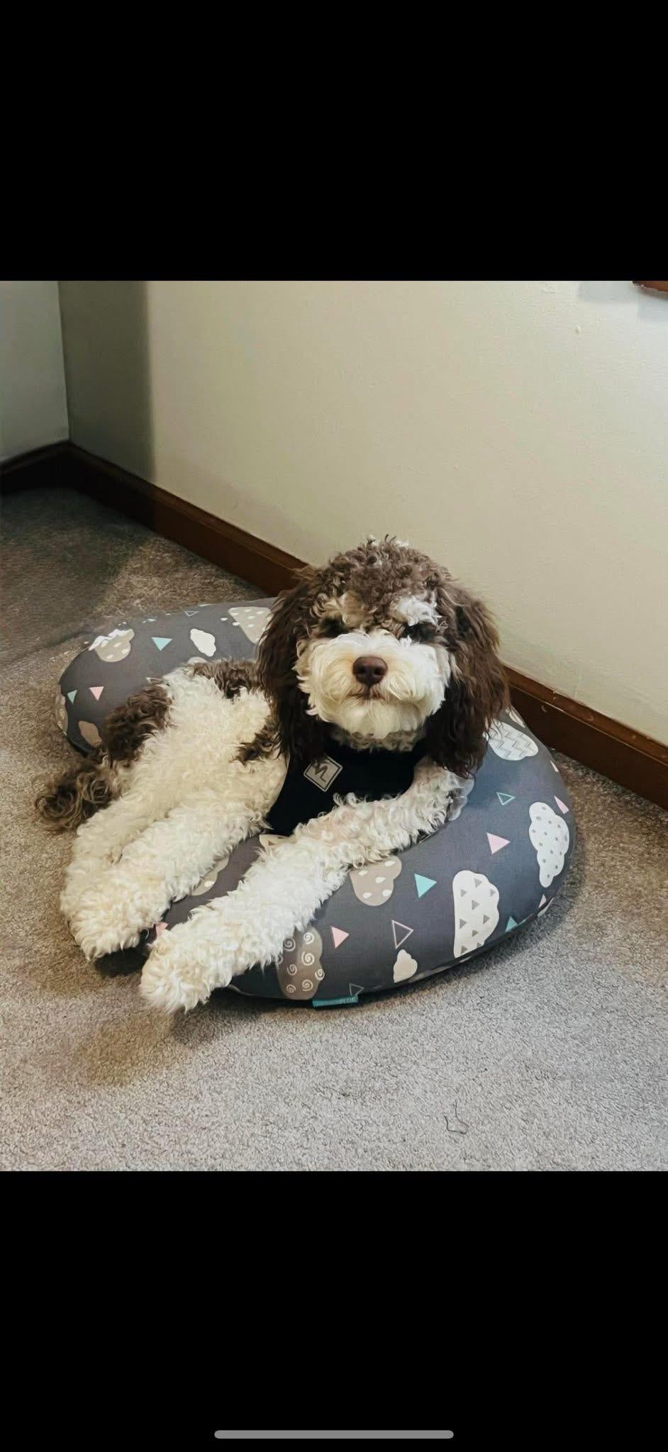 Enlarge Bronco, an adopted mixed breed in Bloomfield Hills, MI image 2/2