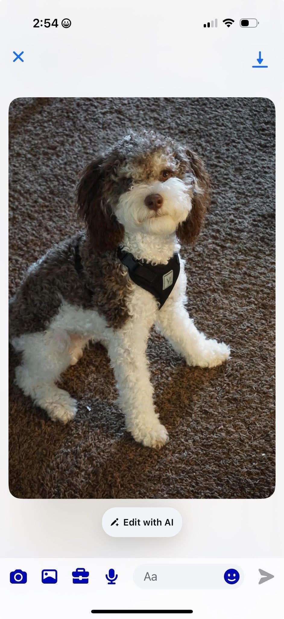 Enlarge Bronco, an adopted mixed breed in Bloomfield Hills, MI image 1/2