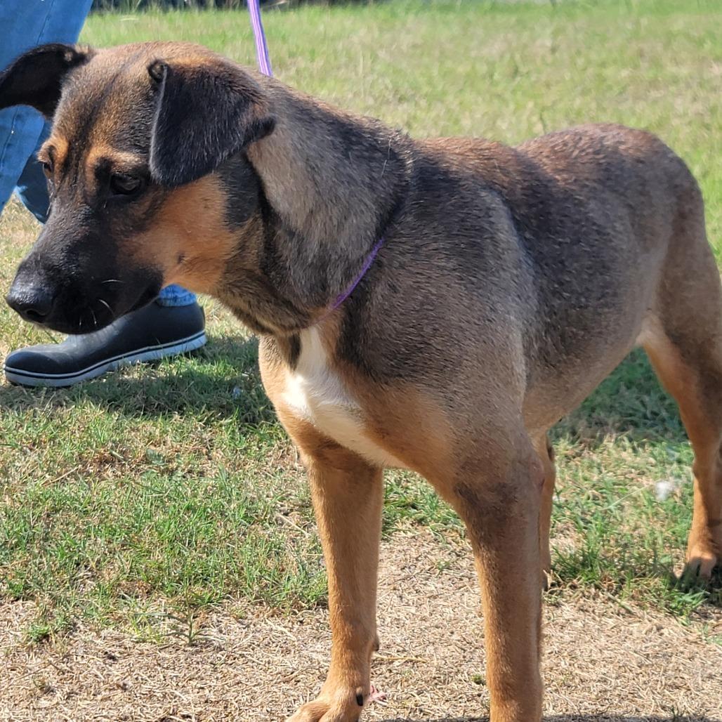 Enlarge Layla, a Adoptable mixed breed in Dillon, SC image 1/1