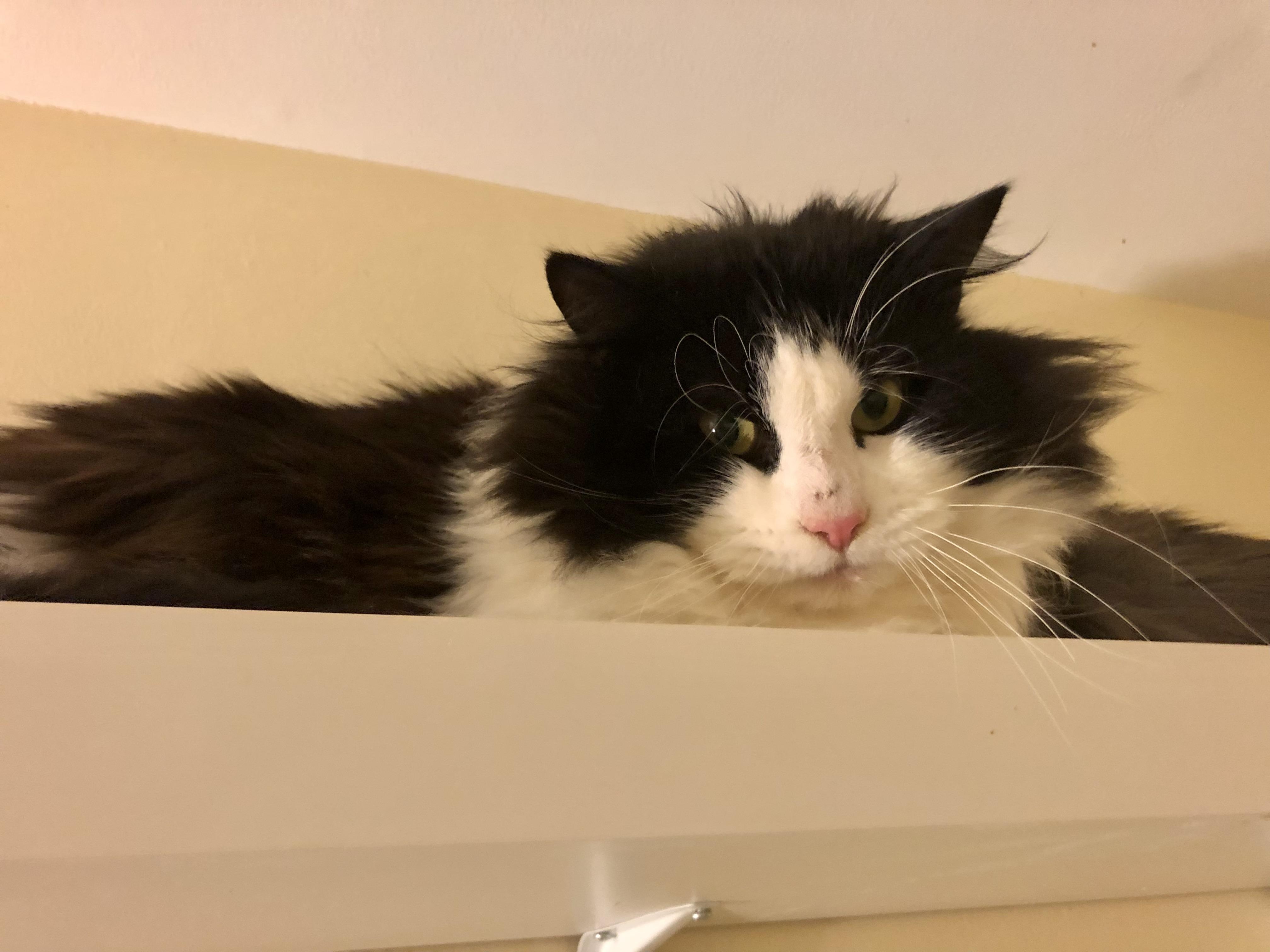 Enlarge Mint Chocolate Chip, a ADOPTABLE Domestic Medium Hair in Salisbury, MA image 3/5