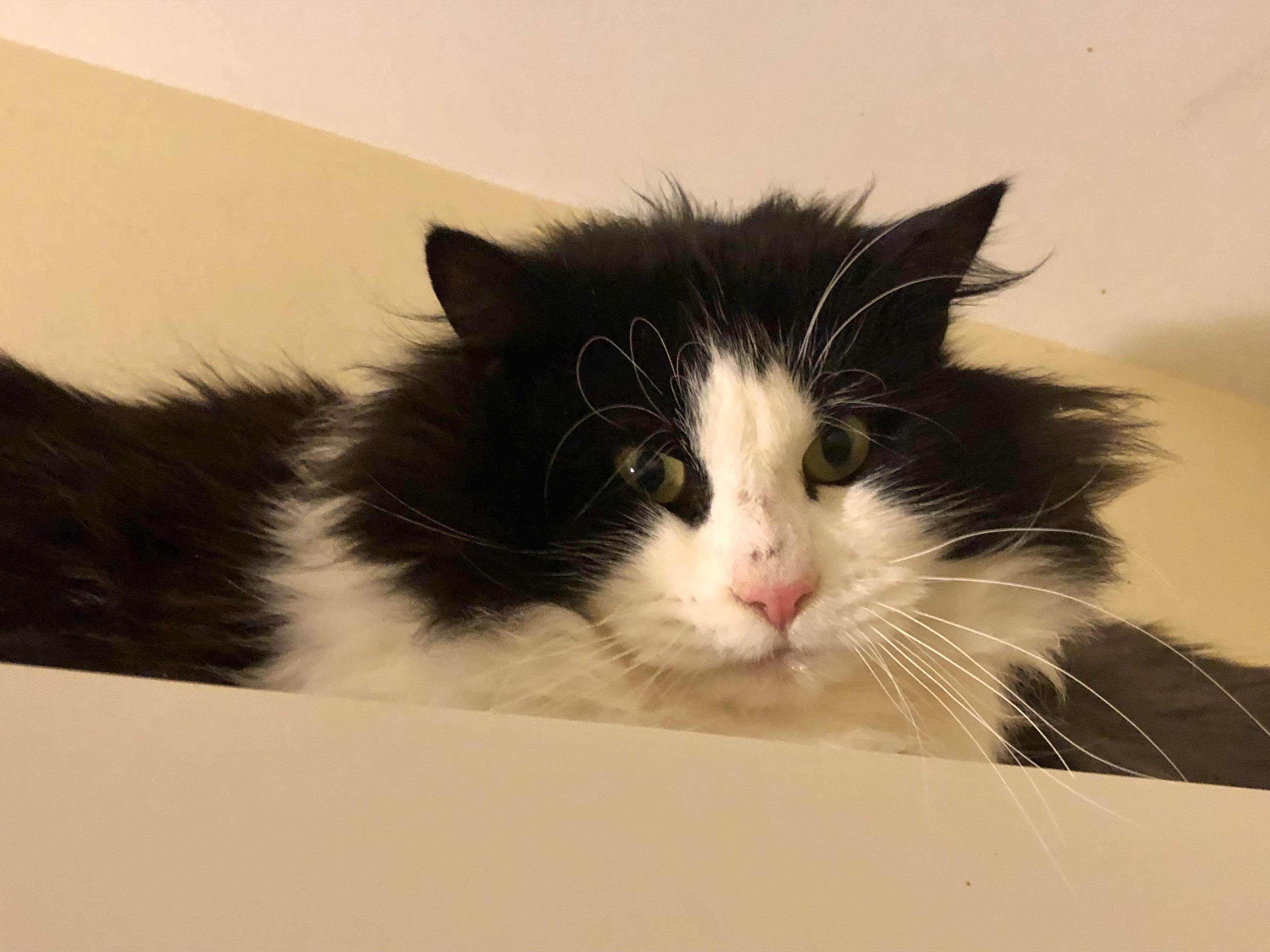 Enlarge Mint Chocolate Chip, a ADOPTABLE Domestic Medium Hair in Salisbury, MA image 5/5