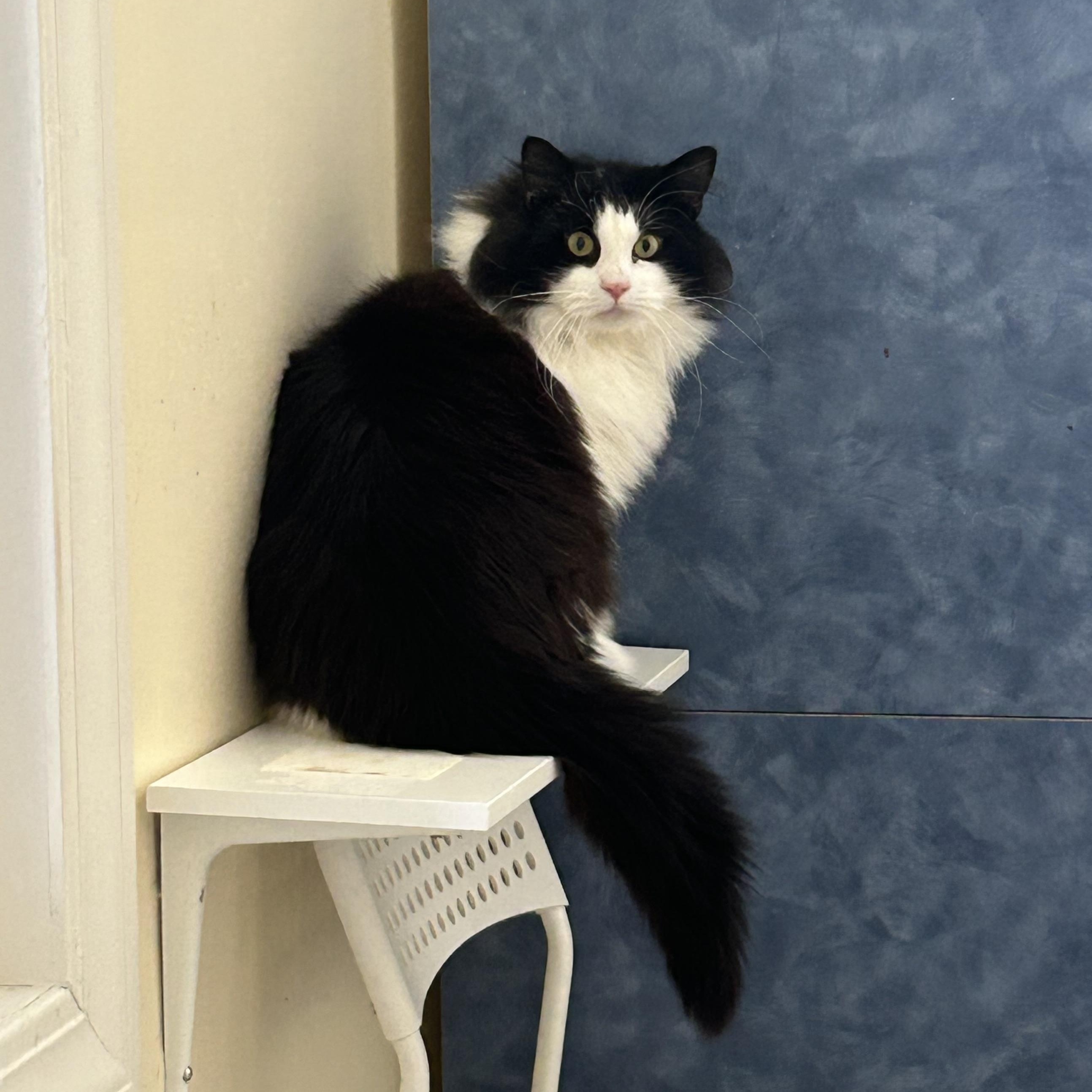 Enlarge Mint Chocolate Chip, a ADOPTABLE Domestic Medium Hair in Salisbury, MA image 1/5