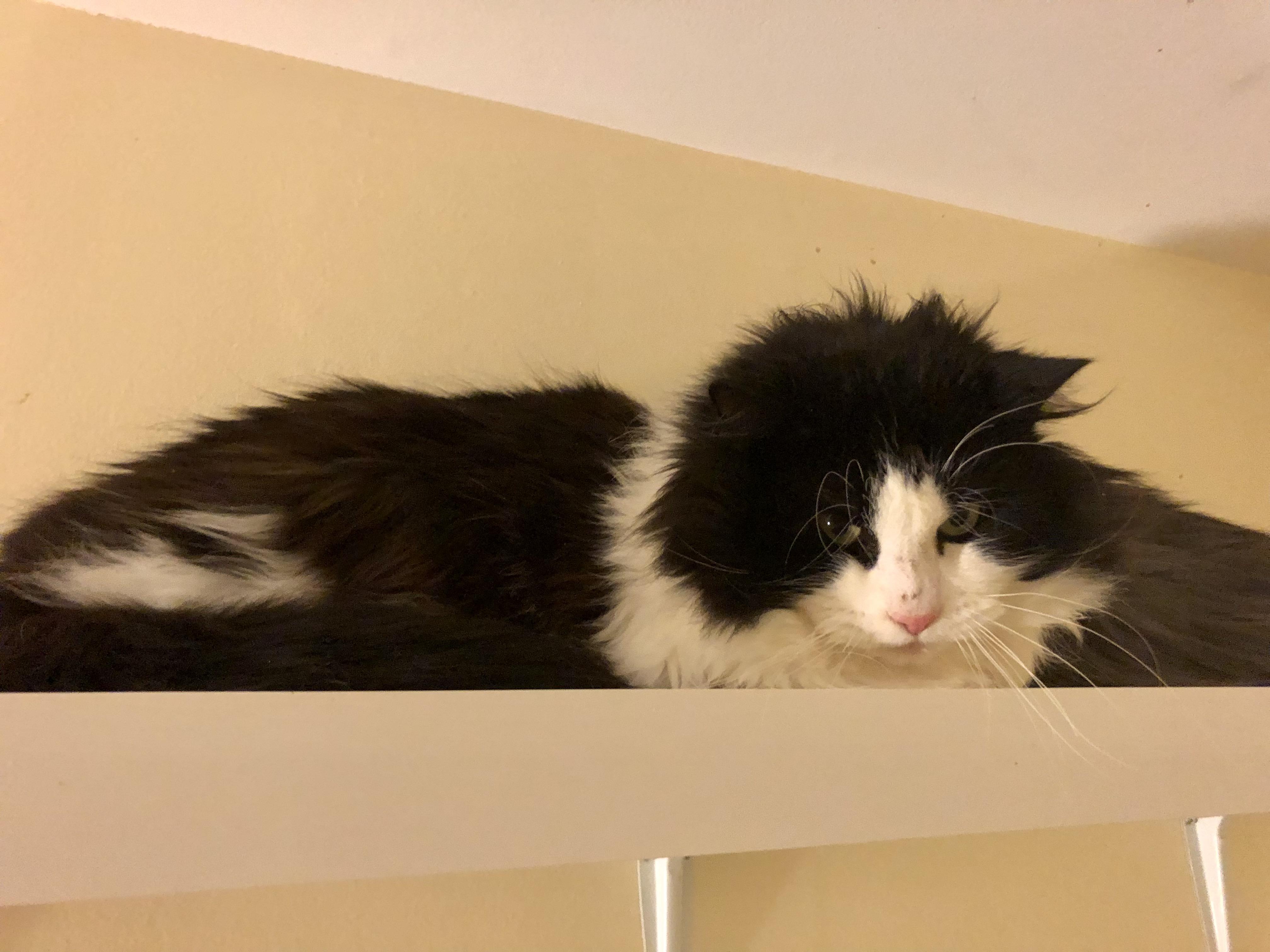 Enlarge Mint Chocolate Chip, a ADOPTABLE Domestic Medium Hair in Salisbury, MA image 4/5