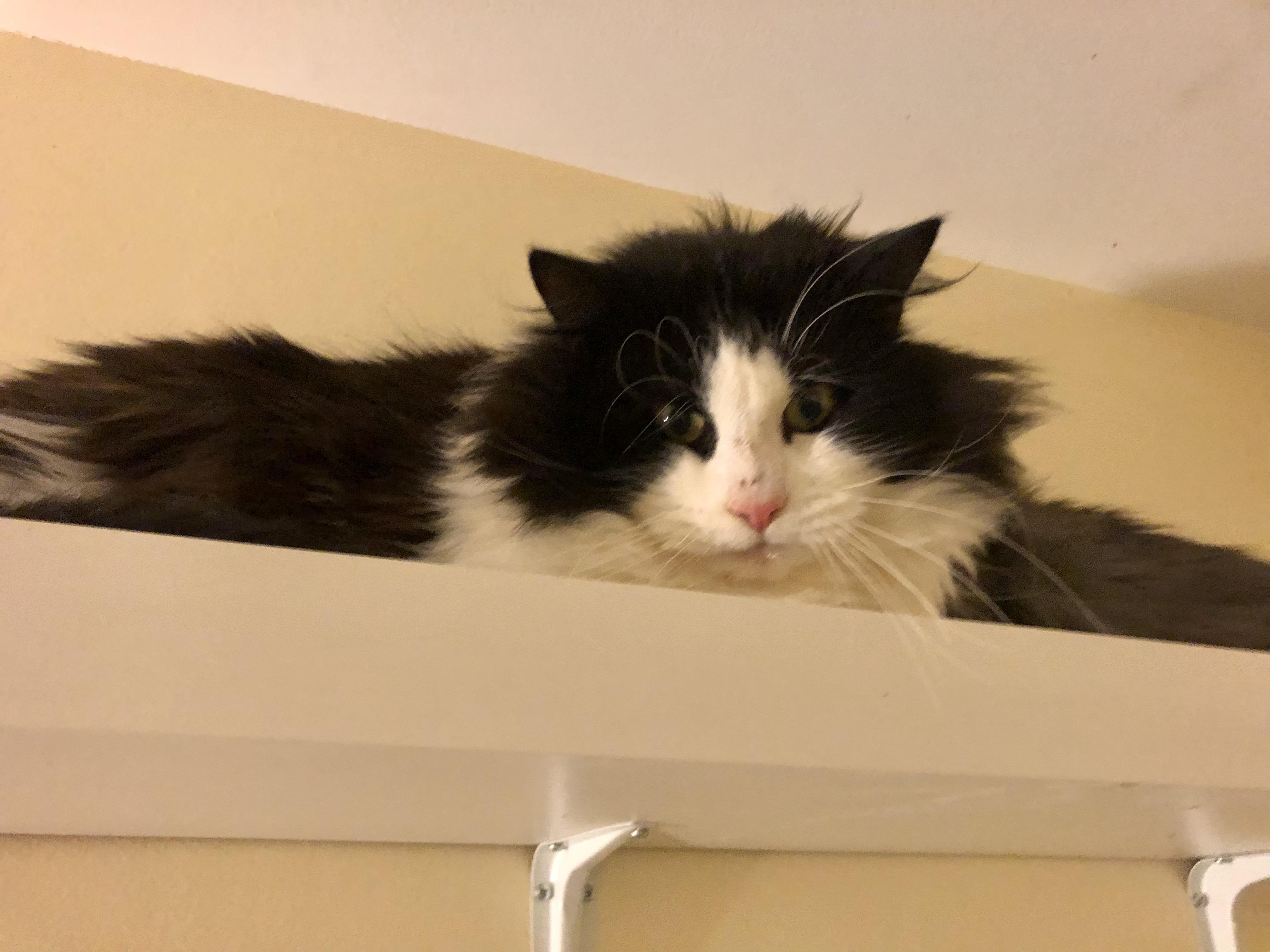 Enlarge Mint Chocolate Chip, a ADOPTABLE Domestic Medium Hair in Salisbury, MA image 2/5