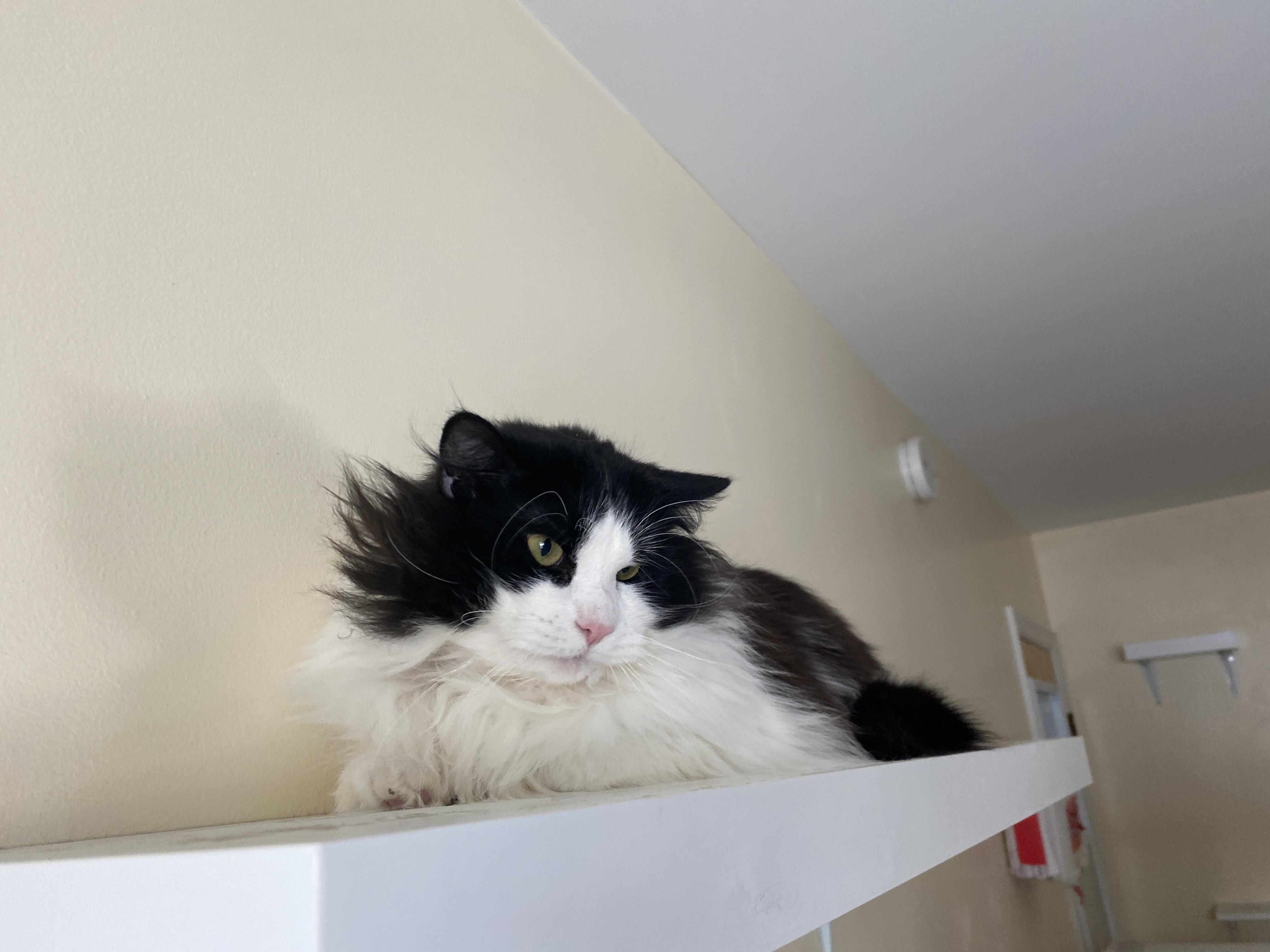 Enlarge Mint Chocolate Chip, a ADOPTABLE Domestic Medium Hair in Salisbury, MA image 5/6