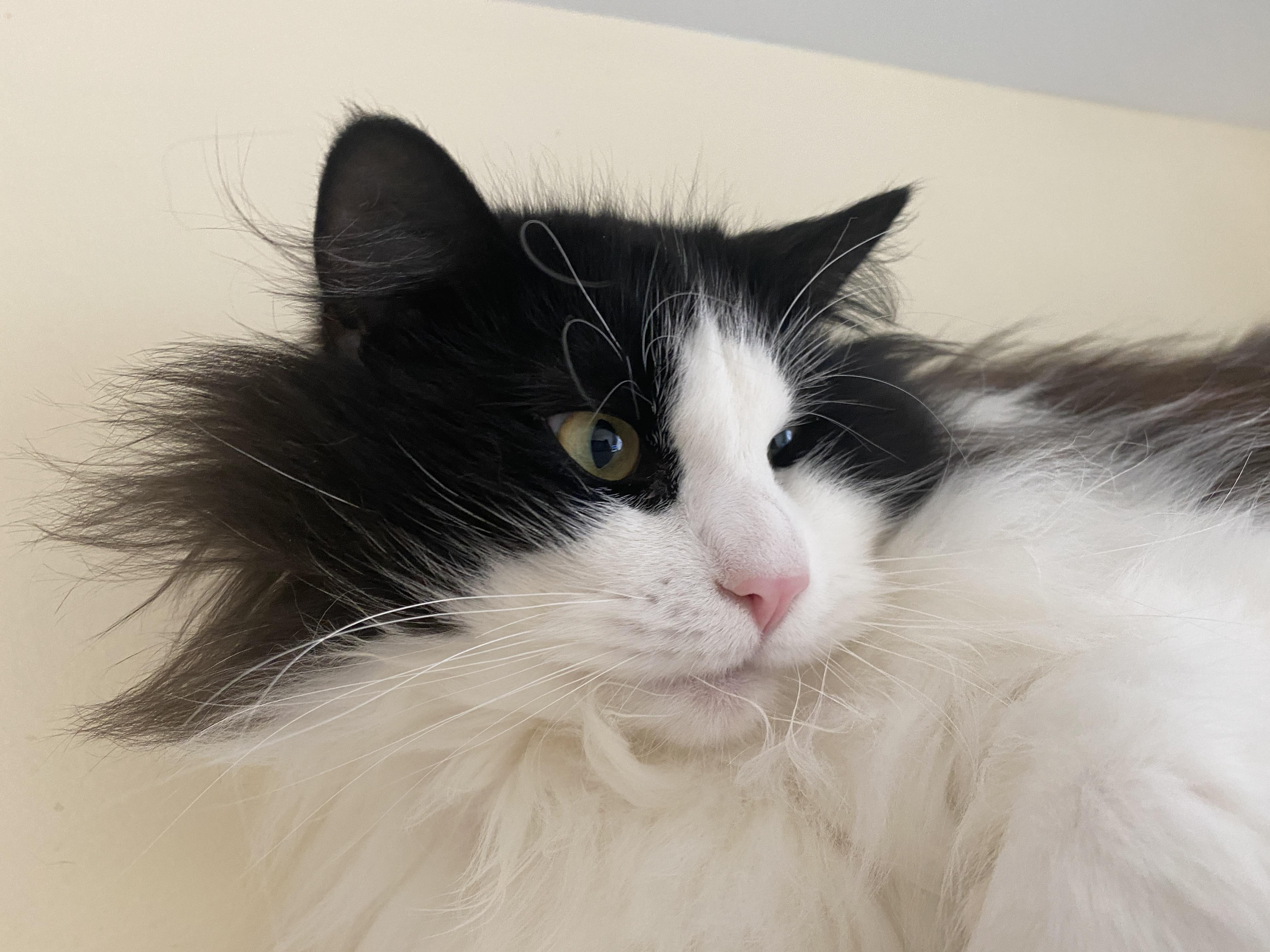 Enlarge Mint Chocolate Chip, a ADOPTABLE Domestic Medium Hair in Salisbury, MA image 2/6