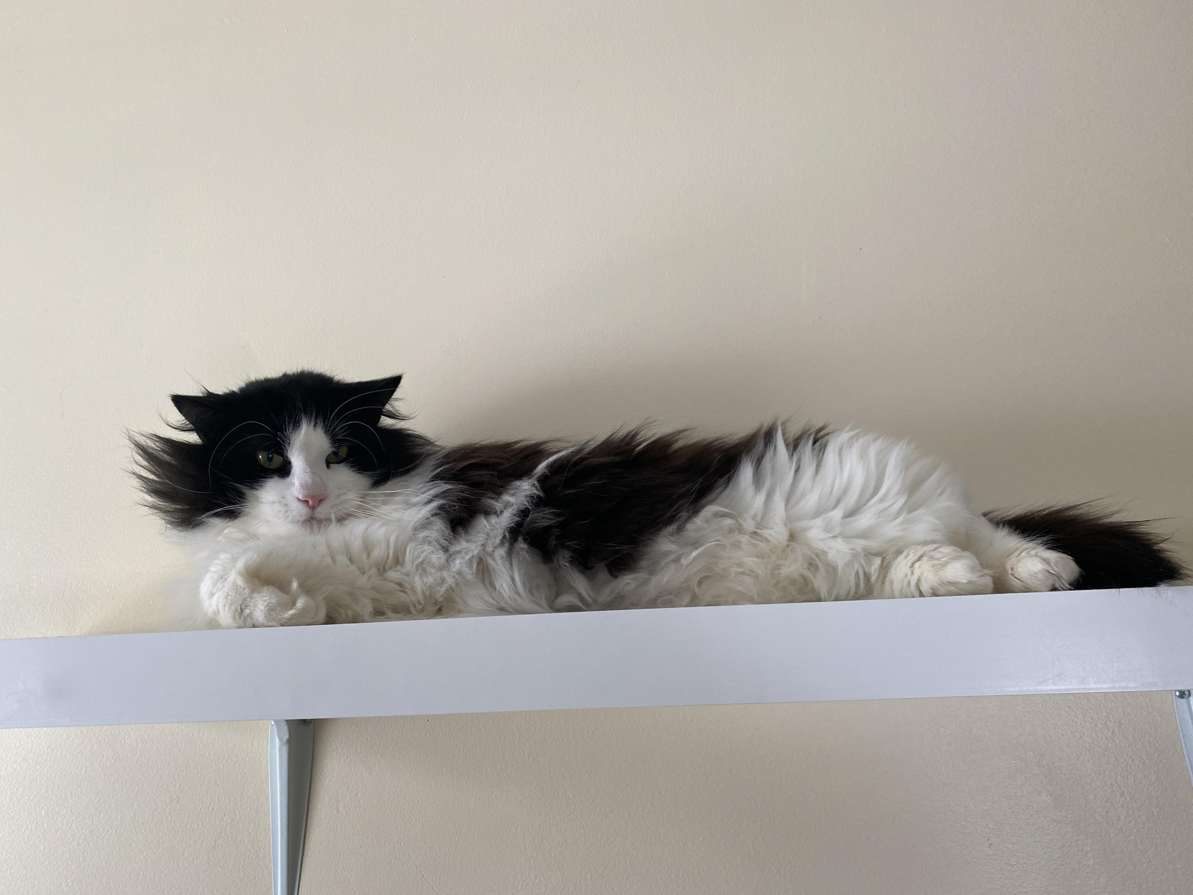 Enlarge Mint Chocolate Chip, a ADOPTABLE Domestic Medium Hair in Salisbury, MA image 6/6