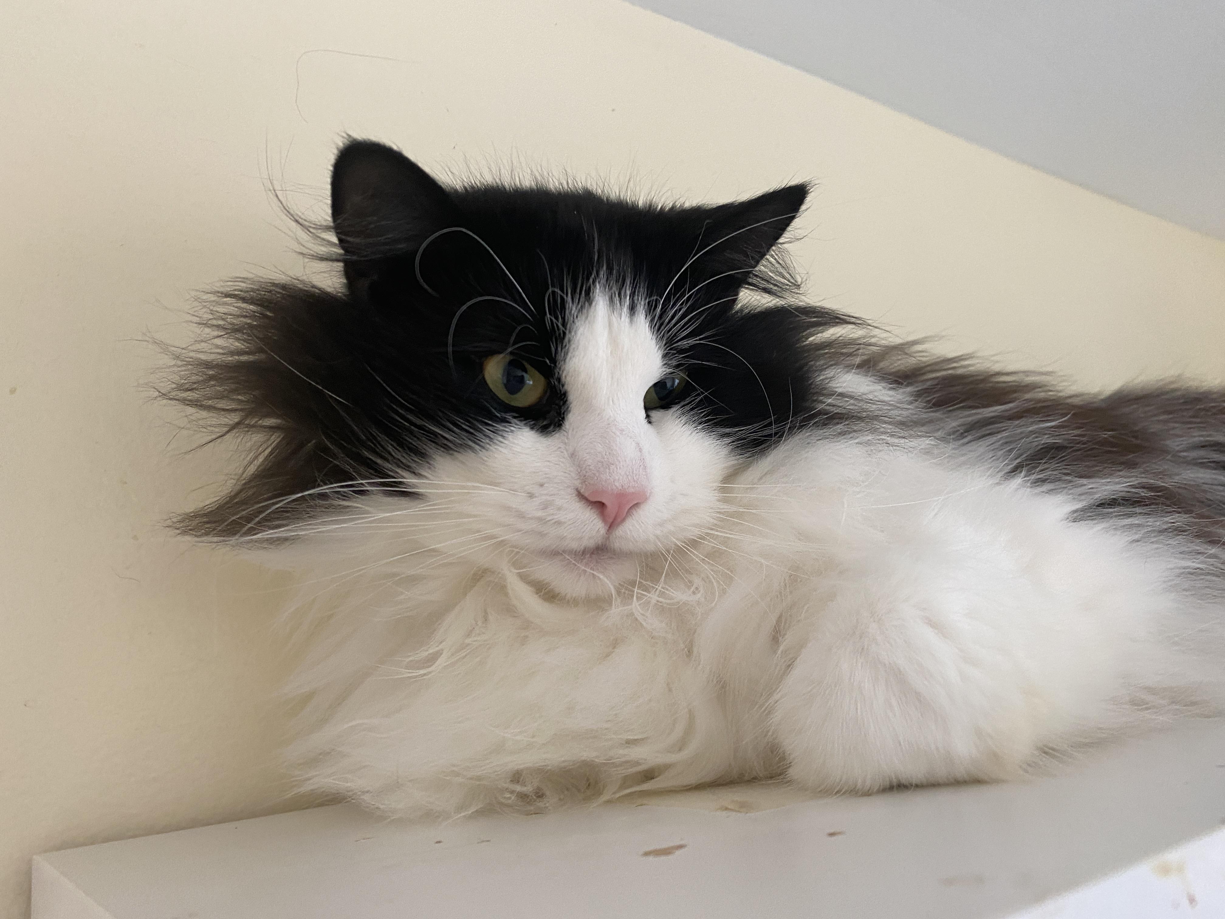Enlarge Mint Chocolate Chip, a ADOPTABLE Domestic Medium Hair in Salisbury, MA image 4/6