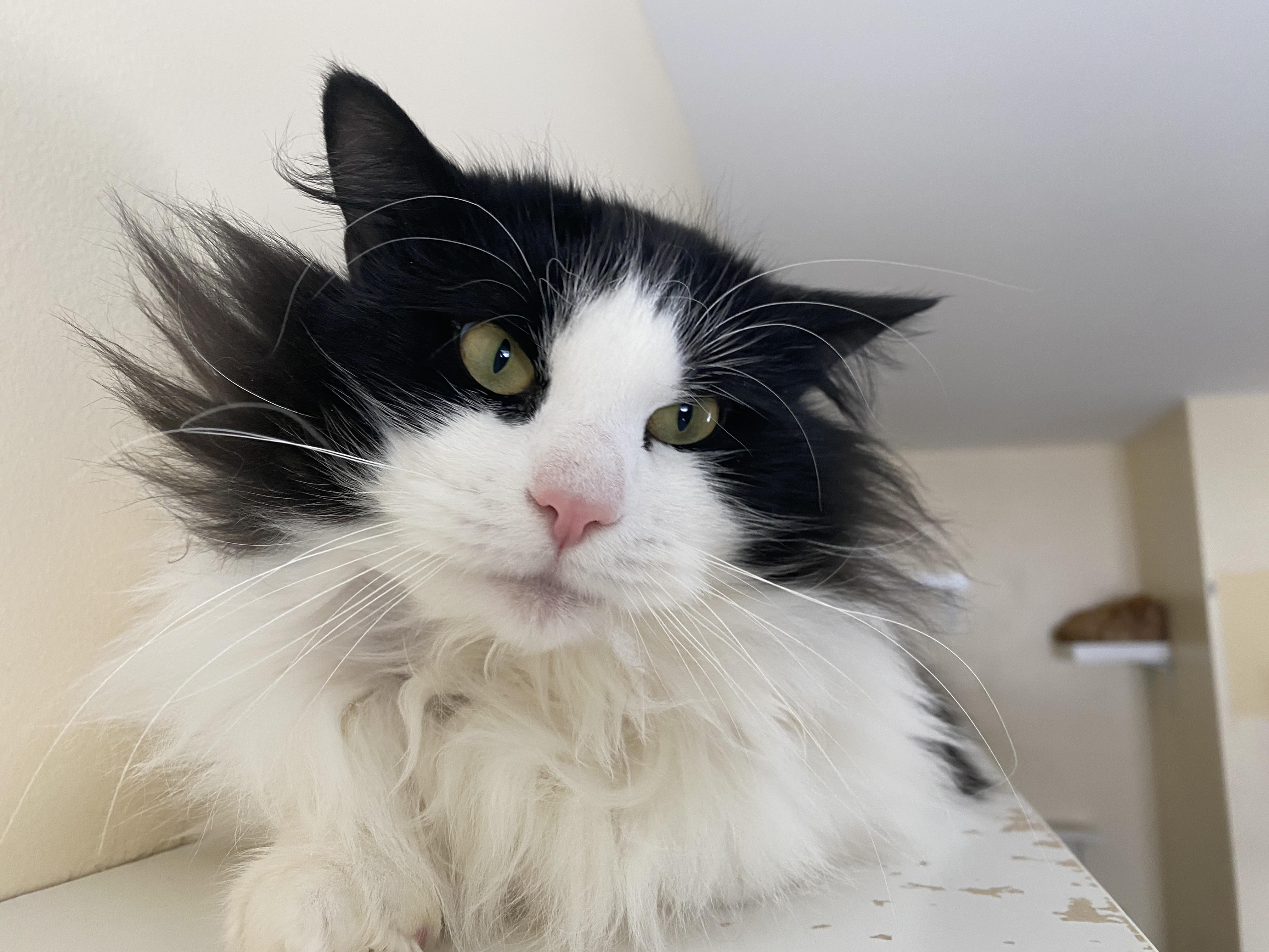 Mint Chocolate Chip, ADOPTABLE, Adult Male Domestic Medium Hair.