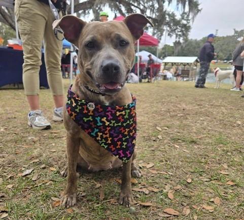 Enlarge SERENITY, a Adoptable Pit Bull Terrier in Ocala, FL image 1/1