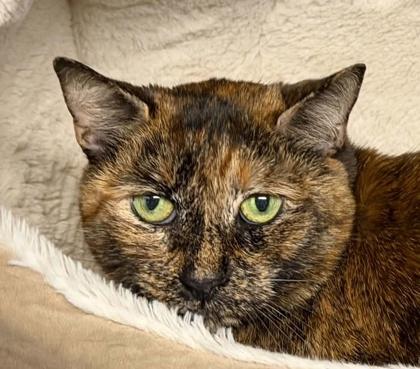 Kara, Adoptable, Young Female Domestic Short Hair & Domestic Short Hair.