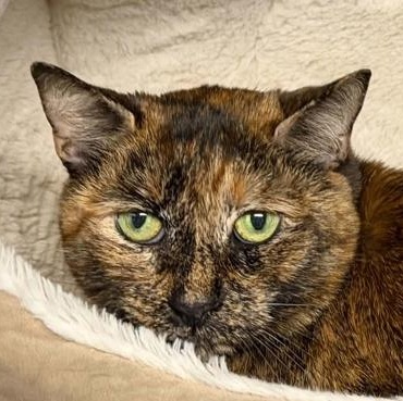Enlarge Kara, a Adoptable mixed breed in Bridgewater, NJ image 1/1