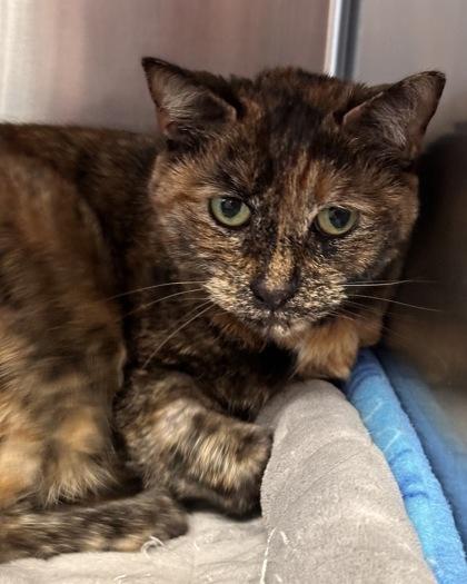 Enlarge Kara, a Adoptable mixed breed in Bridgewater, NJ image 2/2