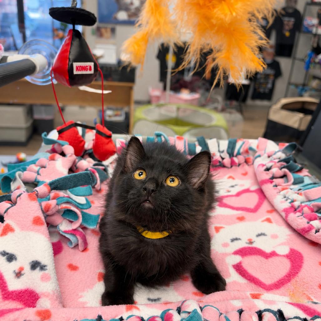 Enlarge Dizzy Gillespi(g), a Adoptable mixed breed in Commerce City, CO image 4/5