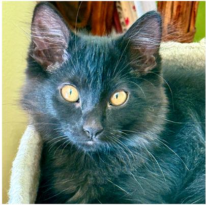 Dizzy Gillespi(g), Adoptable, Young Female Domestic Medium Hair & Domestic Long Hair.