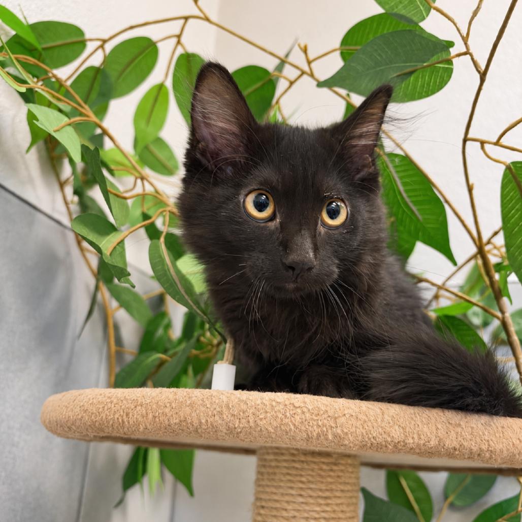 Enlarge Dizzy Gillespi(g), a Adoptable mixed breed in Commerce City, CO image 2/5