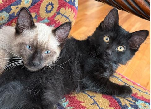 Enlarge Dizzy Gillespi(g), a Adoptable mixed breed in Commerce City, CO image 5/5