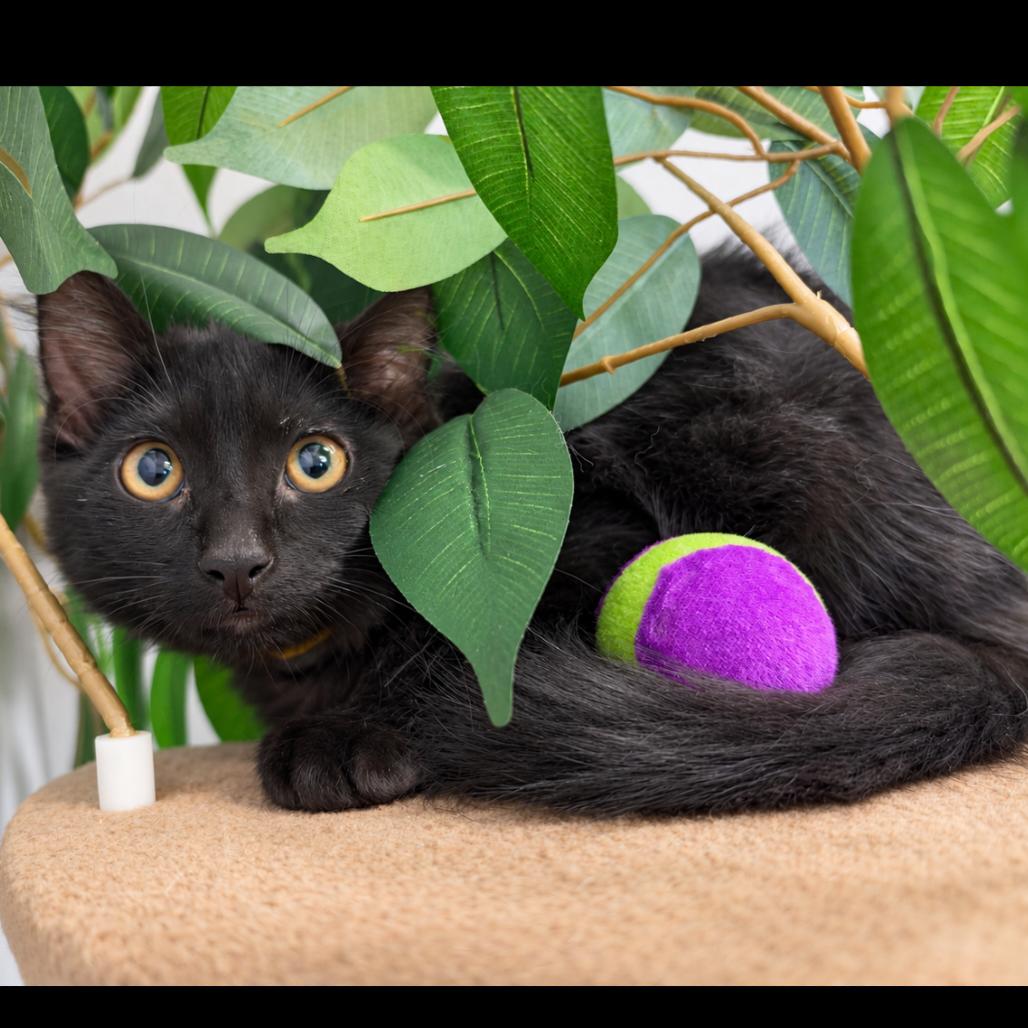 Enlarge Dizzy Gillespi(g), a Adoptable mixed breed in Commerce City, CO image 3/5