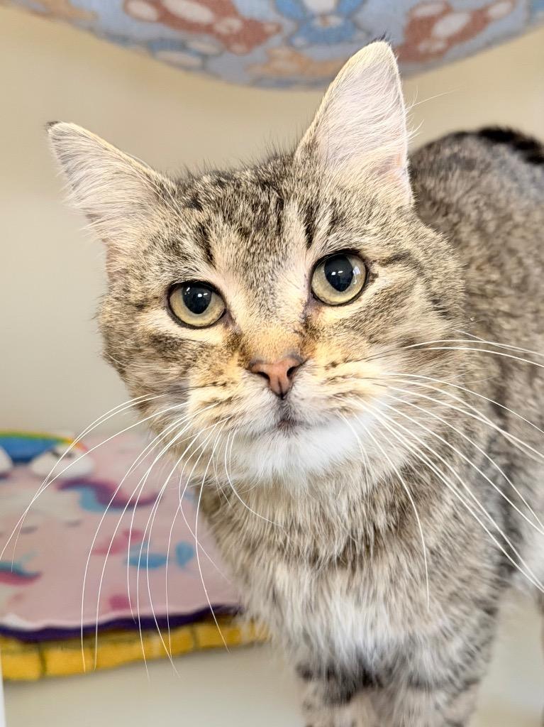 Enlarge Headstrong, a Adoptable mixed breed in Menomonie, WI image 1/2