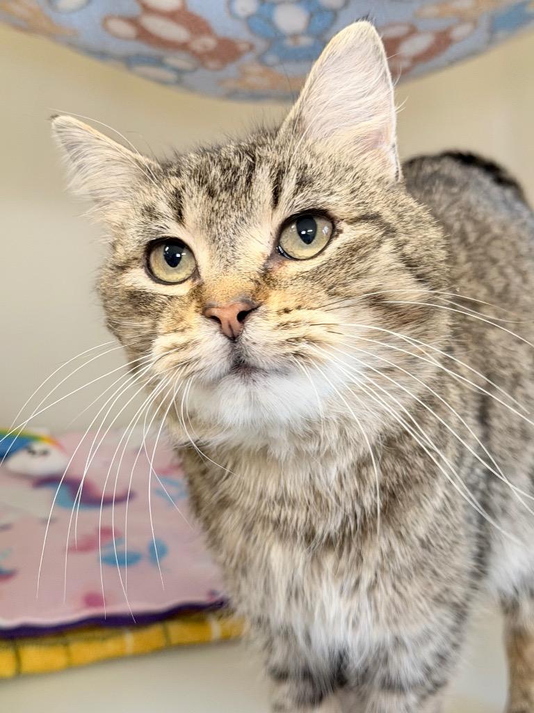 Enlarge Headstrong, a Adoptable mixed breed in Menomonie, WI image 2/2