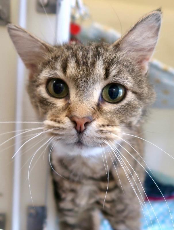 Headstrong, Adoptable, Young Male Domestic Short Hair.
