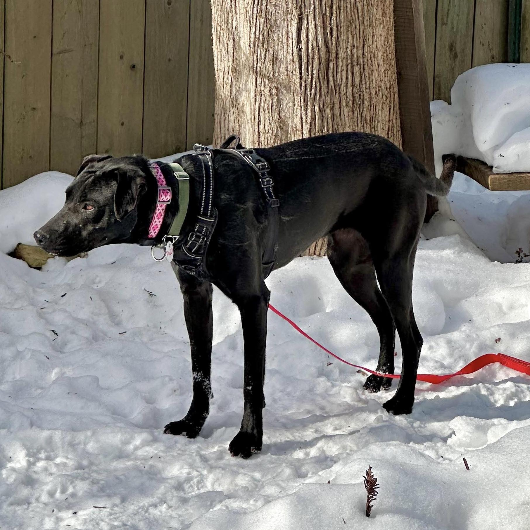 Enlarge Polly, a ADOPTABLE mixed breed in Almonte, ON image 5/6