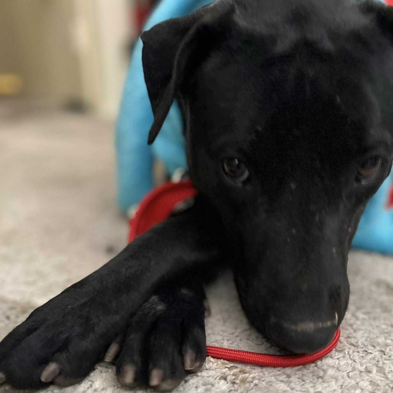 Polly, ADOPTABLE, Young Female Mixed Breed & Labrador Retriever.