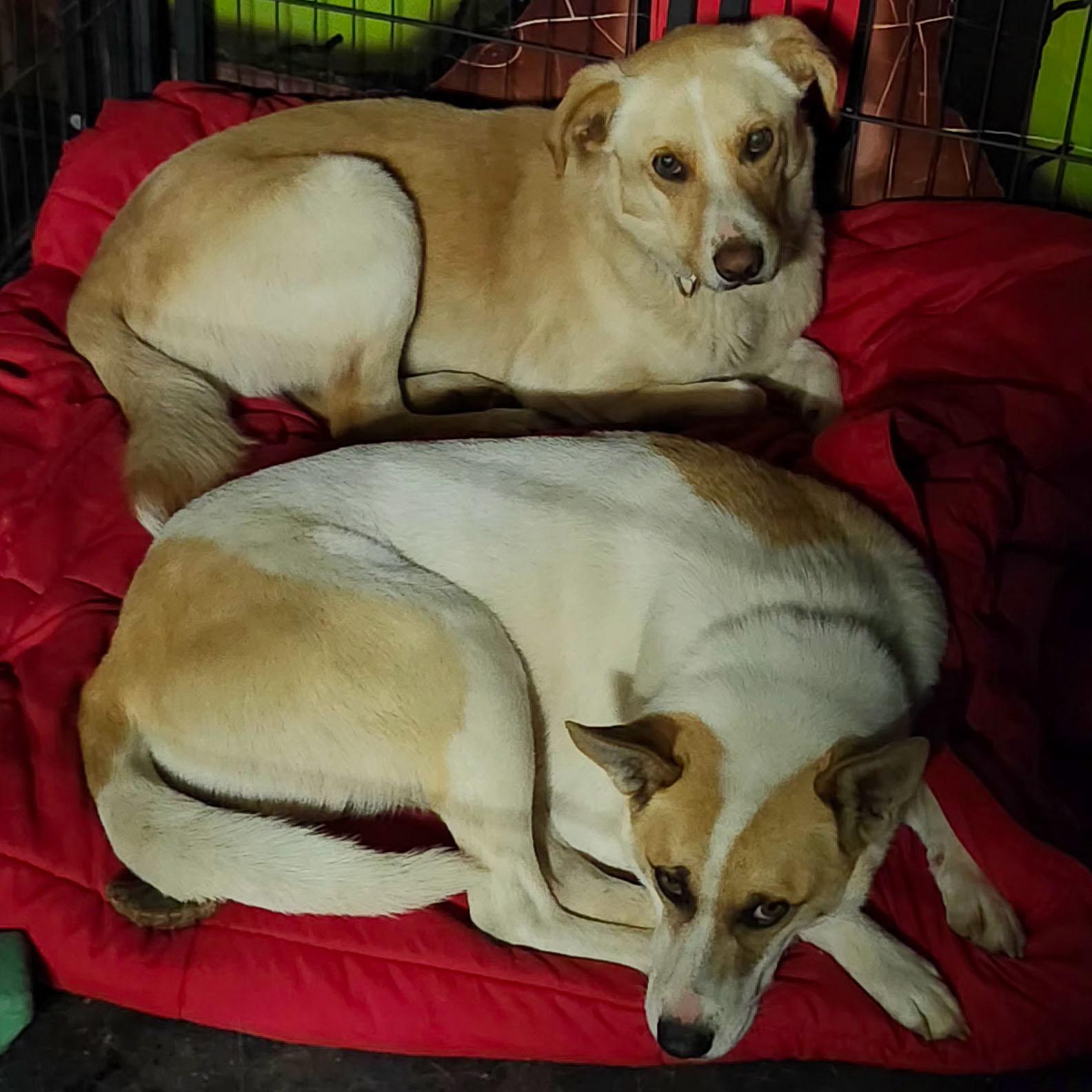 WOODY, a Adoptable Mixed Breed in Weatherford, TX image 6/6