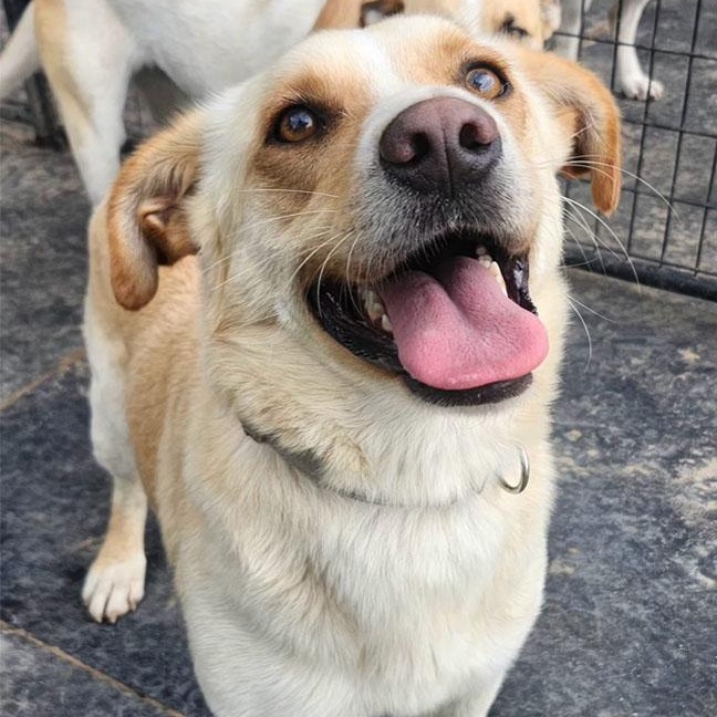 WOODY, Adoptable, Adult Male Mixed Breed.