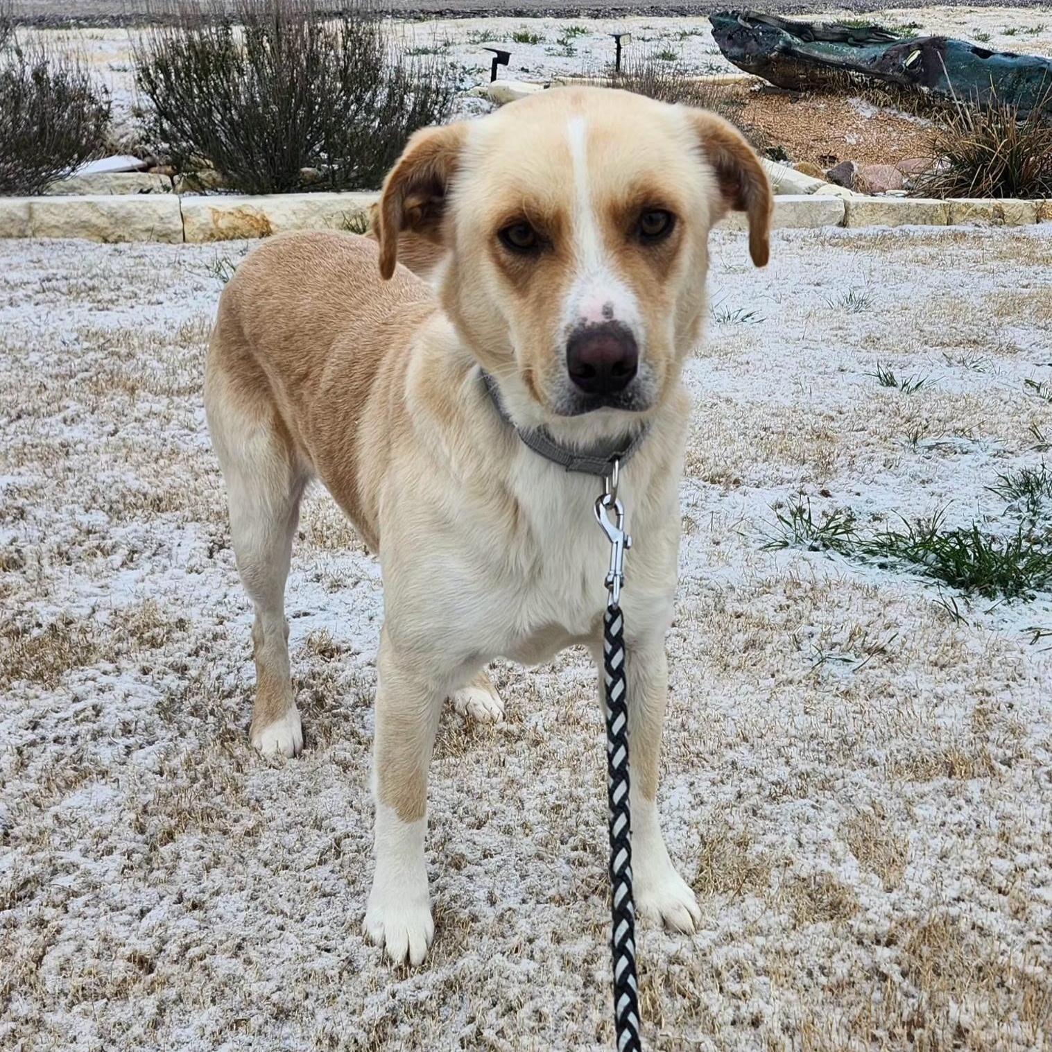 WOODY, a Adoptable Mixed Breed in Weatherford, TX image 4/6