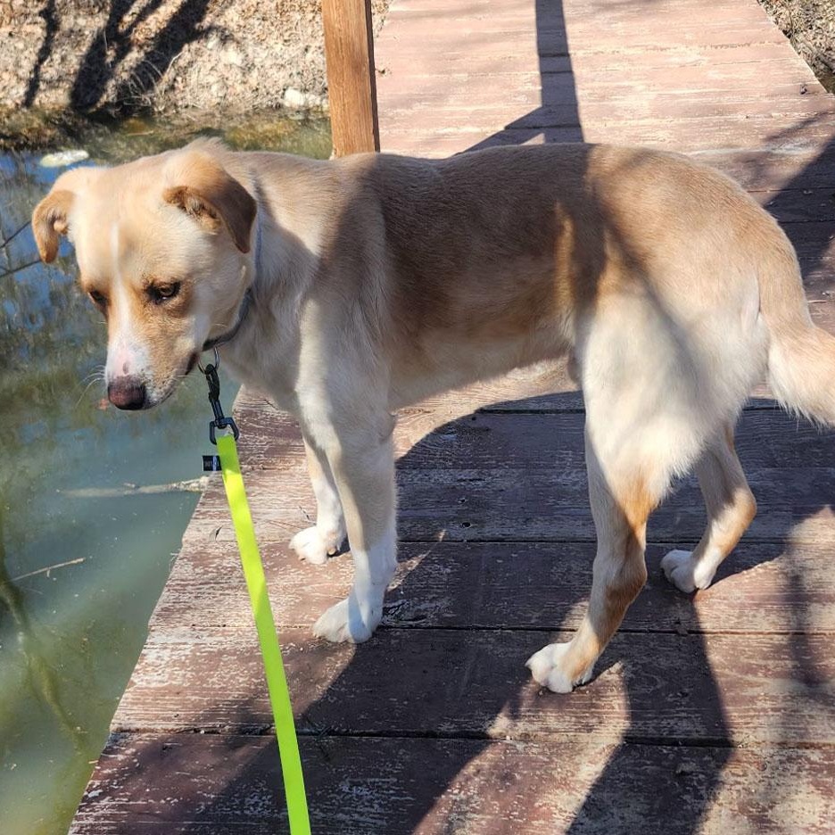 WOODY, a Adoptable Mixed Breed in Weatherford, TX image 2/6